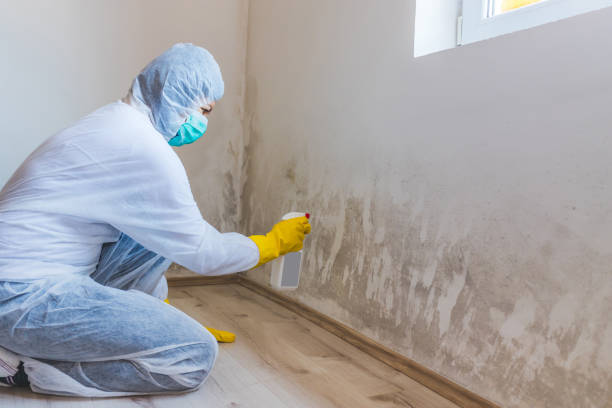 Licensed Mold Removal service in South Boston, MA - WQB Mold Removal